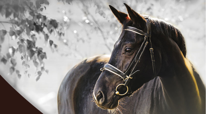 Для лошадей